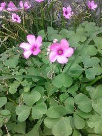 Oxalis articulata image