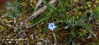 Gentiana sedifolia image