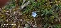 Gentiana sedifolia image