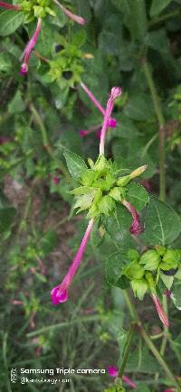 Mirabilis jalapa image