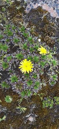 Hypochaeris sessiliflora image