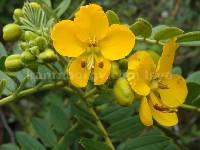 Senna multiglandulosa image