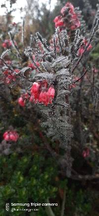 Gaultheria strigosa image