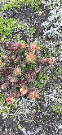 Castilleja nubigena image