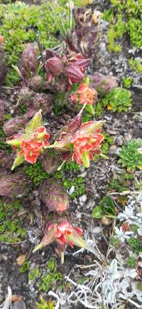 Castilleja nubigena image