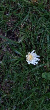 Hypochaeris sessiliflora image