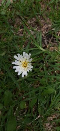 Hypochaeris sessiliflora image