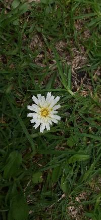 Hypochaeris sessiliflora image