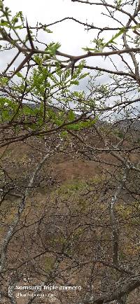 Vachellia macracantha image