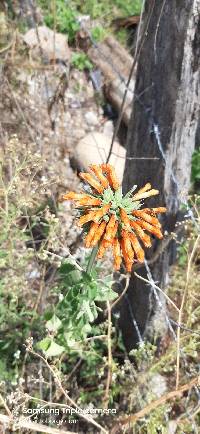 Leonotis nepetifolia image