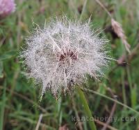 Taraxacum officinale image