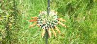 Leonotis nepetifolia image