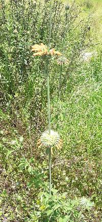 Leonotis nepetifolia image