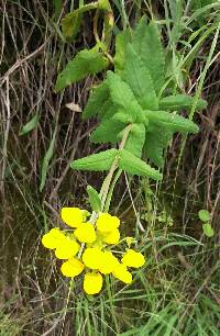 Calceolaria crenata image