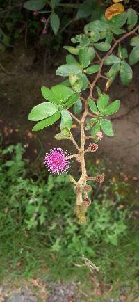 Mimosa albida image