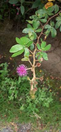 Mimosa albida image