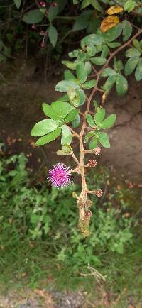 Mimosa albida image