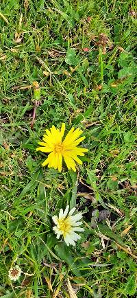 Hypochaeris sessiliflora image