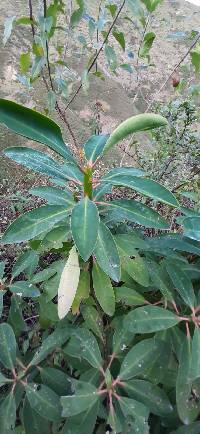 Euphorbia laurifolia image