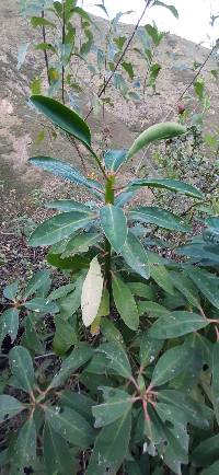 Euphorbia laurifolia image