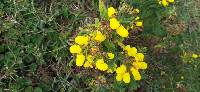 Calceolaria crenata image