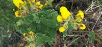 Calceolaria crenata image