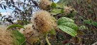 Clematis haenkeana image