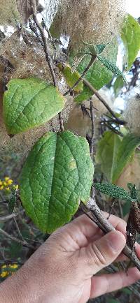 Clematis haenkeana image