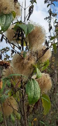 Clematis haenkeana image