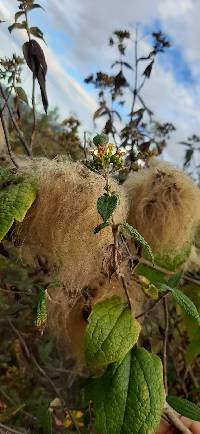 Clematis haenkeana image