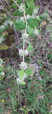 Minthostachys mollis image