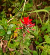 Castilleja arvensis image