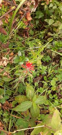 Castilleja arvensis image