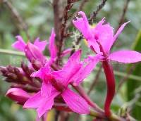 Epidendrum jamiesonis image