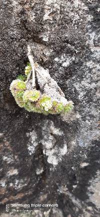 Draba aretioides image