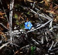 Gentiana sedifolia image