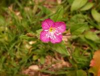 Oenothera rosea image