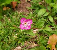 Oenothera rosea image