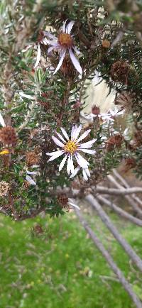 Diplostephium ericoides image