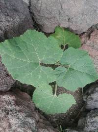 Cucurbita ficifolia image