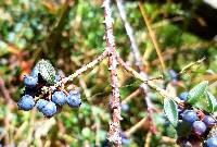 Vaccinium floribundum image