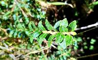 Vaccinium floribundum image