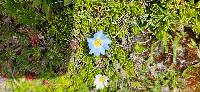 Gentiana sedifolia image