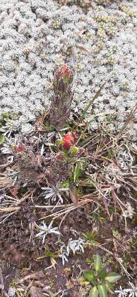 Castilleja nubigena image