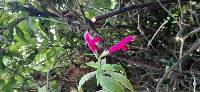 Salvia tortuosa image