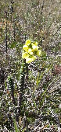 Gentianella crassulifolia image