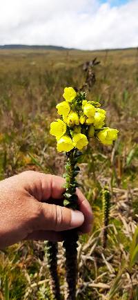 Gentianella crassulifolia image