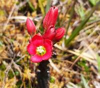 Gentianella hypericoides image