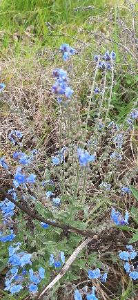 Cynoglossum amabile image