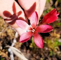 Gentianella hypericoides image